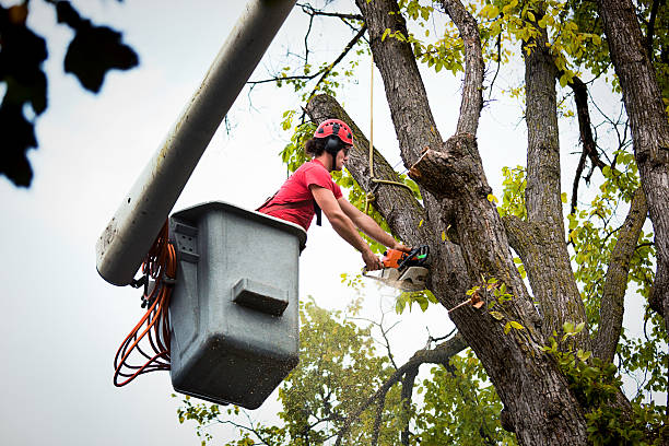 Reliable Key Largo, FL Tree Care Services Solutions